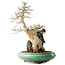 Acer buergerianum, 58,5 cm, ± 20 jaar oud