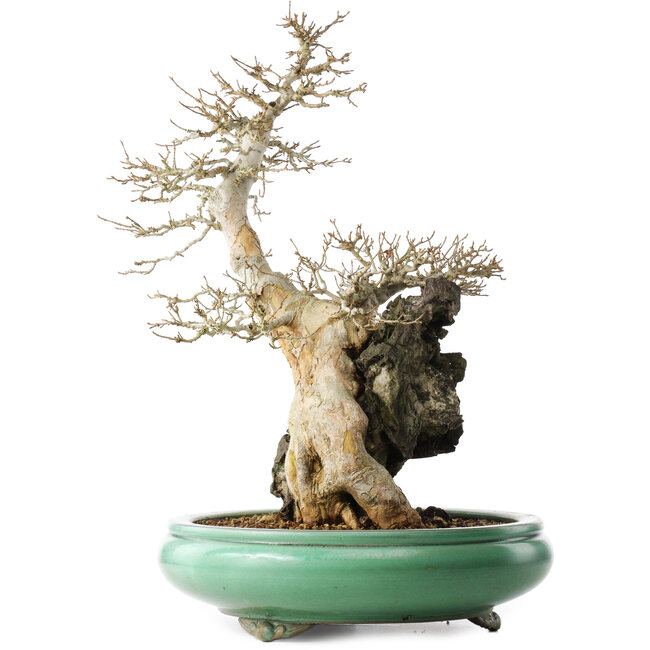 Acer buergerianum, 58,5 cm, ± 20 años