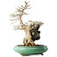 Acer buergerianum, 58,5 cm, ± 20 jaar oud