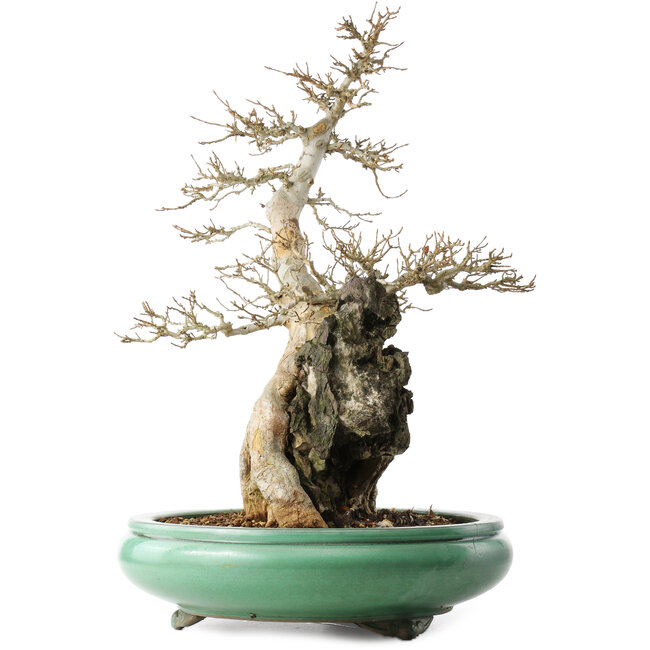 Acer buergerianum, 58,5 cm, ± 20 anni