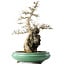 Acer buergerianum, 58,5 cm, ± 20 jaar oud