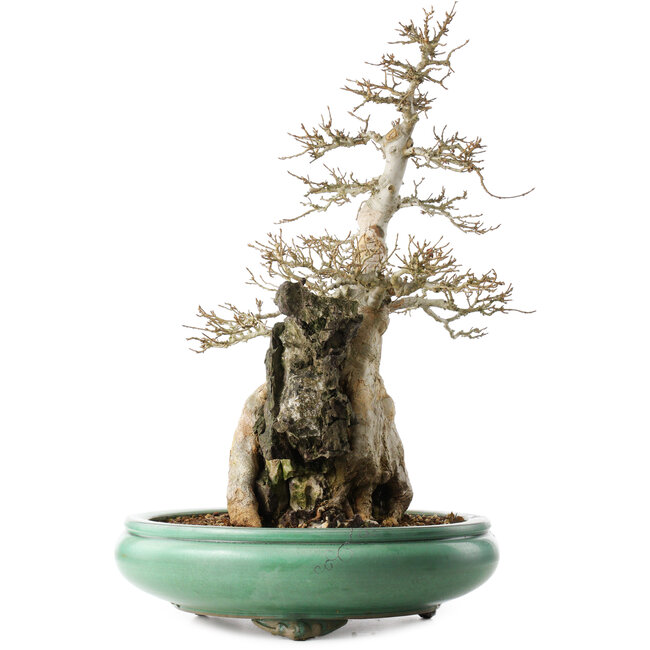 Acer buergerianum, 58,5 cm, ± 20 anni