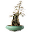 Acer buergerianum, 58,5 cm, ± 20 jaar oud