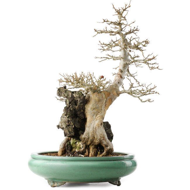 Acer buergerianum, 58,5 cm, ± 20 Jahre alt