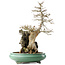 Acer buergerianum, 58,5 cm, ± 20 jaar oud