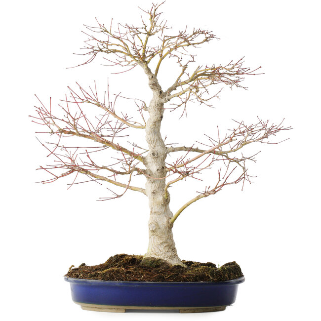 Acer palmatum, 52 cm, ± 20 Jahre alt