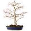 Acer palmatum, 52 cm, ± 20 años