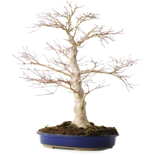 Acer palmatum, 52 cm, ± 20 anni