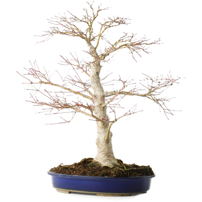 Acer palmatum, 52 cm, ± 20 años