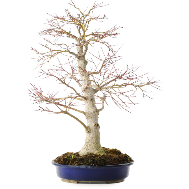 Acer palmatum, 52 cm, ± 20 jaar oud
