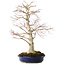 Acer palmatum, 52 cm, ± 20 Jahre alt