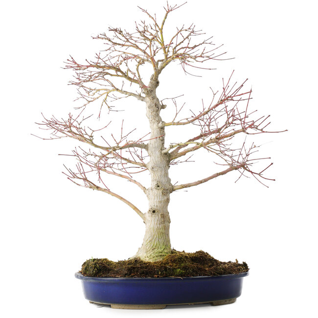 Acer palmatum, 52 cm, ± 20 years old