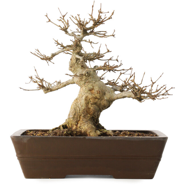 Acer buergerianum, 28 cm, ± 20 jaar oud