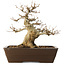 Acer buergerianum, 28 cm, ± 20 jaar oud
