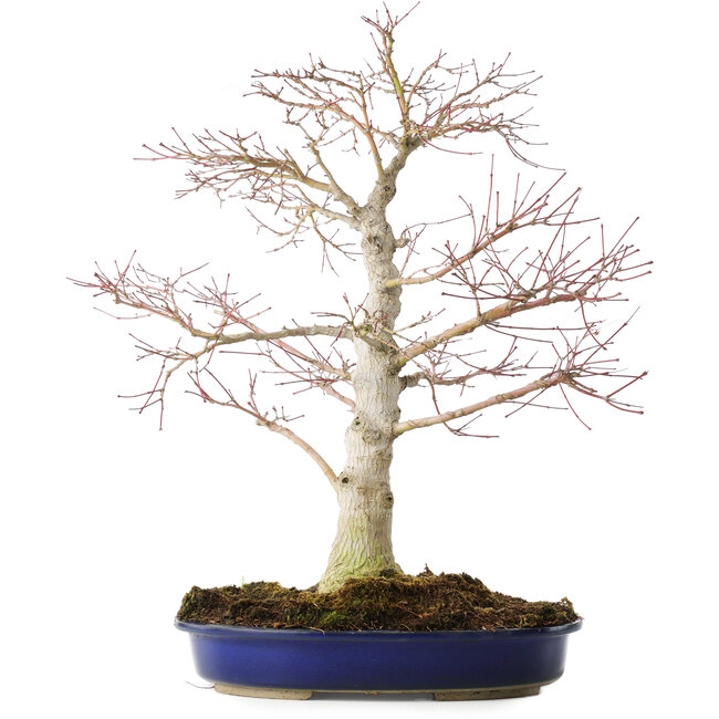 Acer palmatum, 52 cm, ± 20 jaar oud