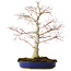 Acer palmatum, 52 cm, ± 20 Jahre alt