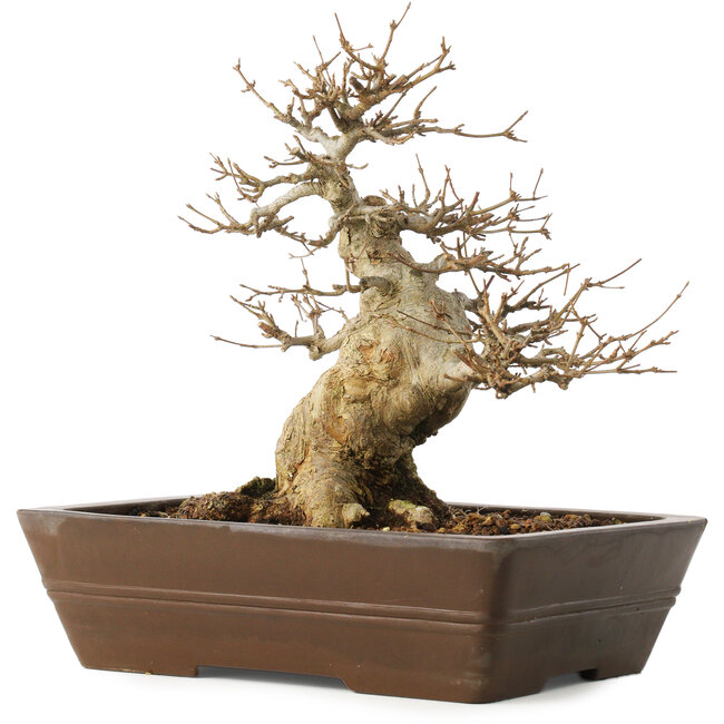 Acer buergerianum, 28 cm, ± 20 años