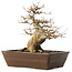 Acer buergerianum, 28 cm, ± 20 jaar oud