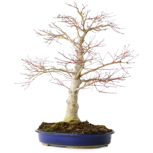 Acer palmatum, 52 cm, ± 20 years old
