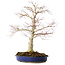 Acer palmatum, 52 cm, ± 20 años