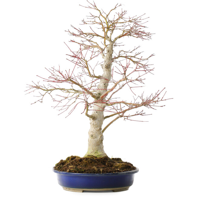 Acer palmatum, 52 cm, ± 20 años