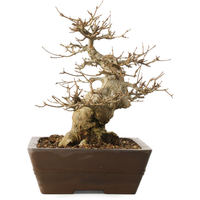 Acer buergerianum, 28 cm, ± 20 years old