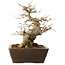 Acer buergerianum, 28 cm, ± 20 jaar oud