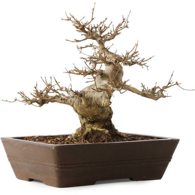 Acer buergerianum, 28 cm, ± 20 jaar oud