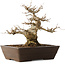 Acer buergerianum, 28 cm, ± 20 jaar oud