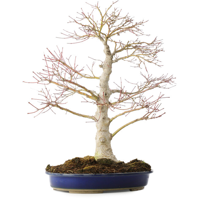 Acer palmatum, 52 cm, ± 20 years old