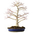 Acer palmatum, 52 cm, ± 20 años