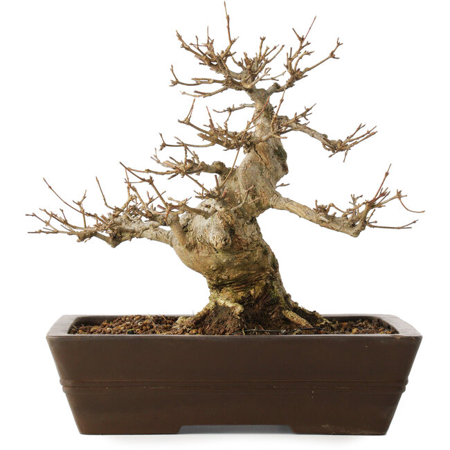 Acer buergerianum, 28 cm, ± 20 jaar oud