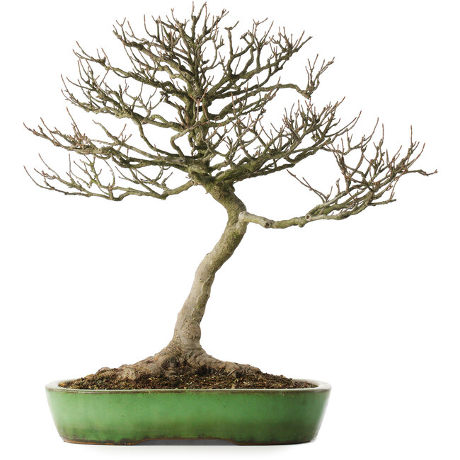 Acer buergerianum, 46,5 cm, ± 25 años, en una maceta japonesa hecha a mano por Shuhou, con un nebari de 12,5 cm