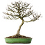 Acer buergerianum, 46,5 cm, ± 25 ans, dans un pot japonais fait main par Shuhou, avec un nebari de 12,5 cm