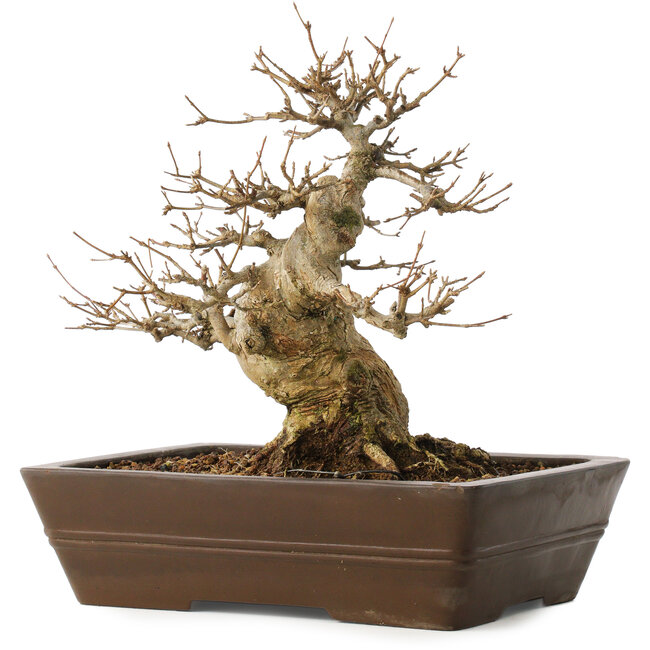 Acer buergerianum, 28 cm, ± 20 años