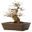 Acer buergerianum, 28 cm, ± 20 jaar oud