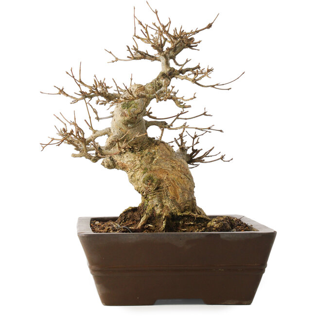 Acer buergerianum, 28 cm, ± 20 years old