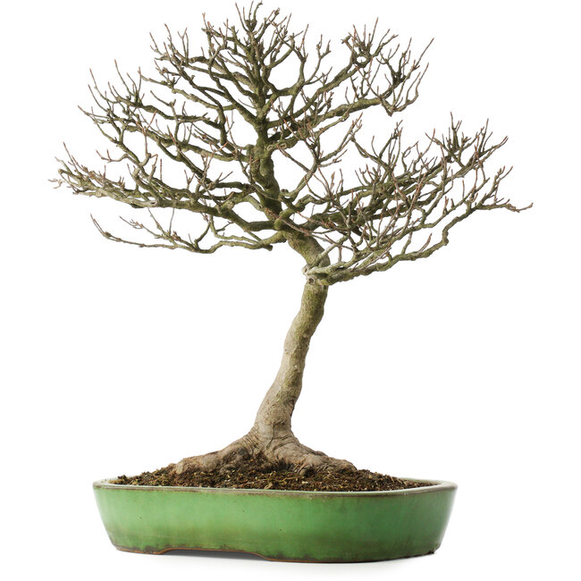 Acer buergerianum, 46,5 cm, ± 25 anni, in un vaso giapponese fatto a mano da Shuhou, con un nebari di 12,5 cm