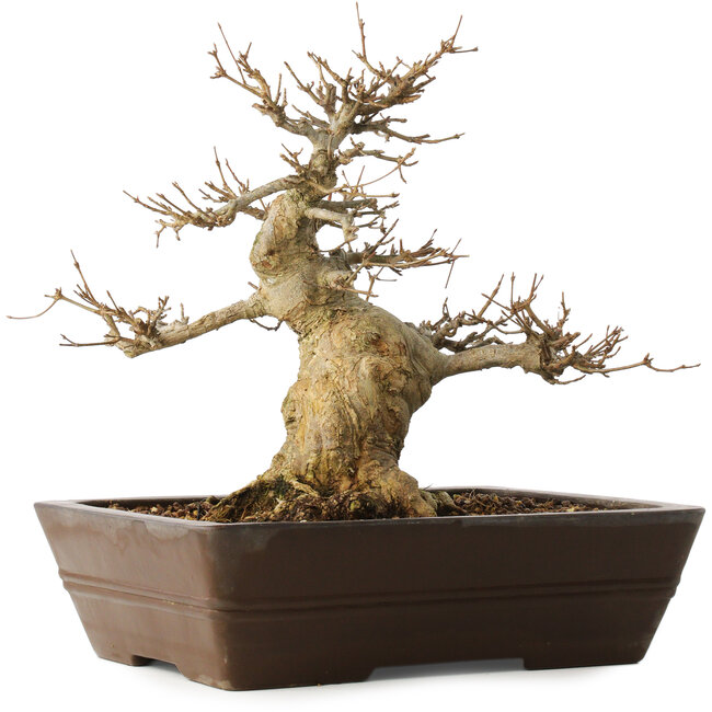 Acer buergerianum, 28 cm, ± 20 anni