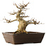 Acer buergerianum, 28 cm, ± 20 jaar oud