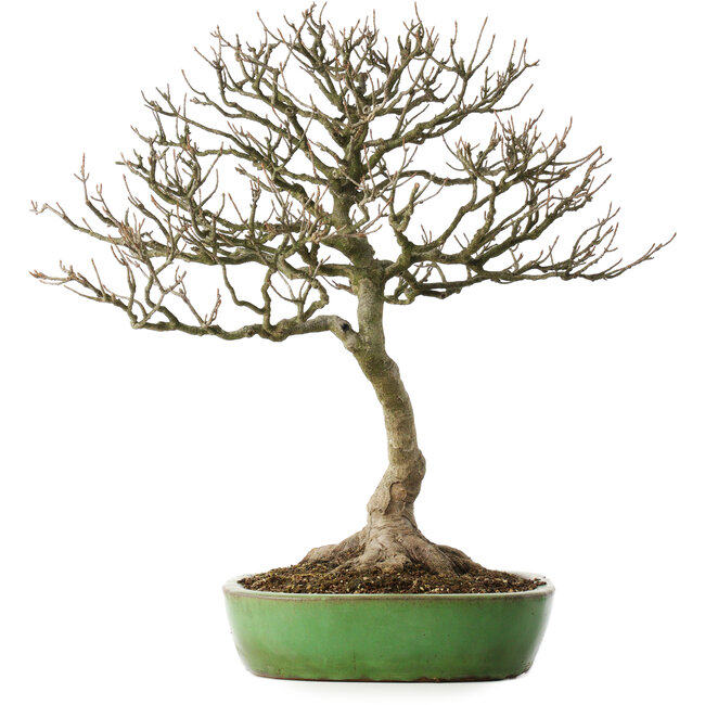 Acer buergerianum, 46,5 cm, ± 25 ans, dans un pot japonais fait main par Shuhou, avec un nebari de 12,5 cm