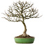 Acer buergerianum, 46,5 cm, ± 25 years old, in a handmade Japanese pot by Shuhou, with a nebari of 12,5 cm