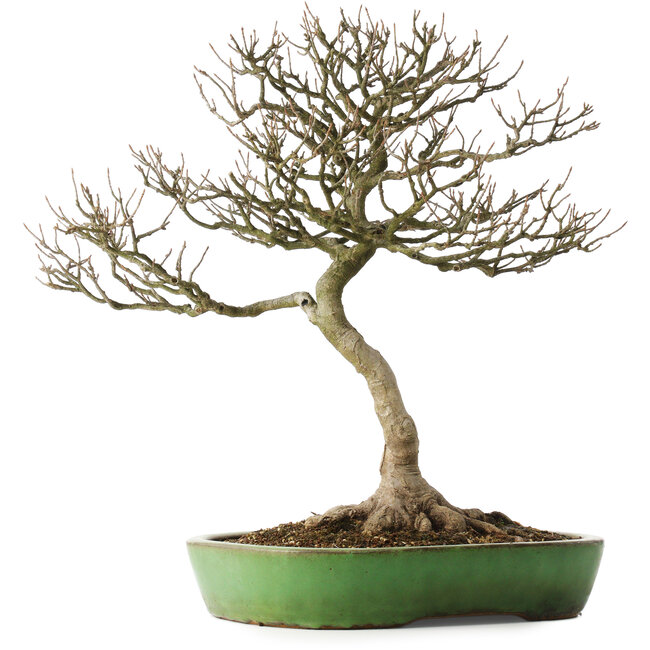 Acer buergerianum, 46,5 cm, ± 25 años, en una maceta japonesa hecha a mano por Shuhou, con un nebari de 12,5 cm