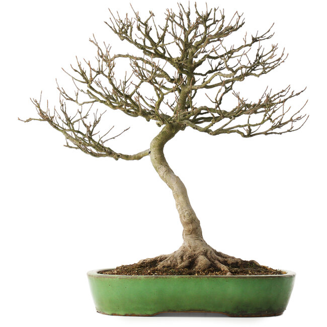 Acer buergerianum, 46,5 cm, ± 25 ans, dans un pot japonais fait main par Shuhou, avec un nebari de 12,5 cm