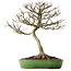 Acer buergerianum, 46,5 cm, ± 25 ans, dans un pot japonais fait main par Shuhou, avec un nebari de 12,5 cm