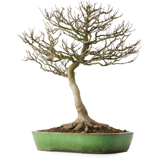 Acer buergerianum, 46,5 cm, ± 25 Jahre alt, in einem handgefertigten japanischen Topf von Shuhou, mit einem Nebari von 12,5 cm