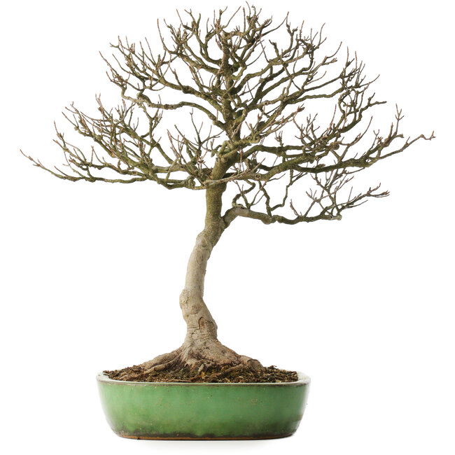 Acer buergerianum, 46,5 cm, ± 25 ans, dans un pot japonais fait main par Shuhou, avec un nebari de 12,5 cm