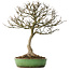 Acer buergerianum, 46,5 cm, ± 25 anni, in un vaso giapponese fatto a mano da Shuhou, con un nebari di 12,5 cm
