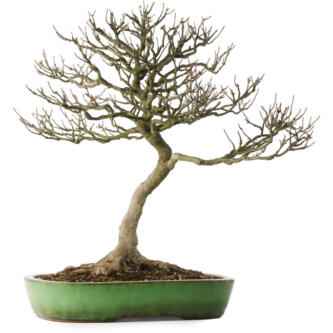 Acer buergerianum, 46,5 cm, ± 25 anni, in un vaso giapponese fatto a mano da Shuhou, con un nebari di 12,5 cm