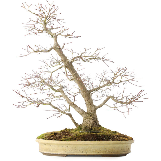 Acer palmatum, 56 cm, ± 25 jaar oud, in een handgemaakte Japanse pot van Shuhou, met meerdere scheuren in de pot